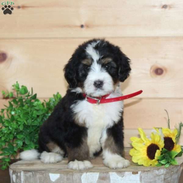 McDonalds, Bernedoodle Puppy